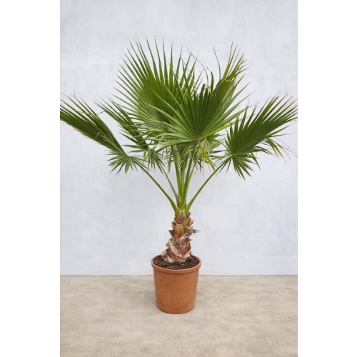 Washingtonia Fillifera